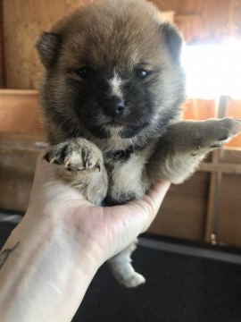 柴犬(豆柴)【千葉県・女の子・2020年1月8日・赤】の写真「鼻のラインがチャームポイント🐶」