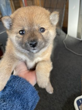 柴犬(標準サイズ)【千葉県・女の子・2021年1月1日・赤】の写真「元旦生まれの女の子🐶💕」