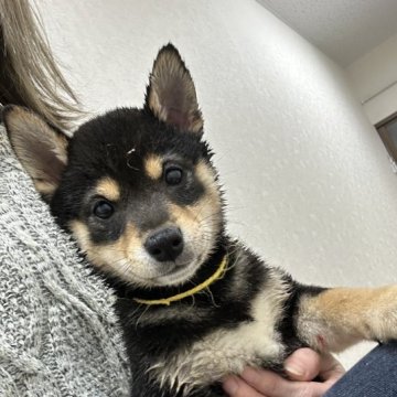 柴犬(豆柴)【千葉県・女の子・2023年1月14日・黒】の写真「可愛い女の子(๑•ᴗ•๑)」