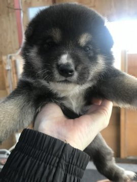 柴犬(標準サイズ)【千葉県・男の子・2020年4月12日・黒】の写真「とってもマイペース🐶」