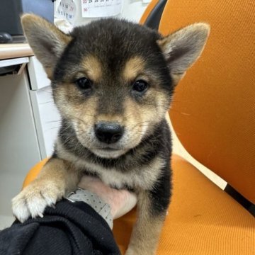 柴犬(標準サイズ)【千葉県・男の子・2023年2月15日・黒】の写真「モコモコ男の子😍」