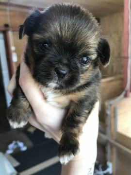 ミックス(チワワ×シーズー)【千葉県・女の子・2020年3月1日・トライカラー】の写真「チワーズ🐶💕」