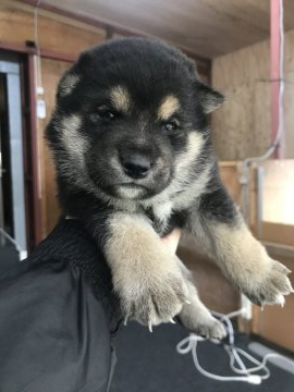 柴犬(標準サイズ)【千葉県・男の子・2020年4月12日・黒】の写真「凛々しい男の子🐶」