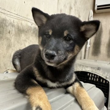 柴犬(豆柴)【千葉県・男の子・2023年1月6日・黒】の写真「元気な男の子😄😄」