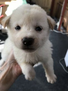 柴犬(標準サイズ)【千葉県・女の子・2020年6月29日・白】の写真「🐕かわいい女の子🐕🐕」