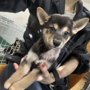 柴犬(標準サイズ)【千葉県・女の子・2024年8月15日・黒】の写真「黒柴ちゃん❤️♥️」