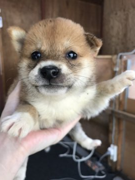 柴犬(標準サイズ)【千葉県・男の子・2020年6月29日・赤】の写真「🐕🐕かわいい男の子❤️🐕🐕」