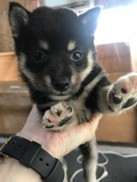 柴犬(標準サイズ)【千葉県・男の子・2020年6月29日・黒】の写真「♦️♦️小さめサイズ🐶♦️♦️」