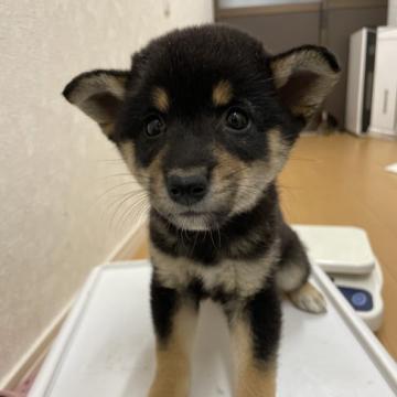 柴犬(豆柴)【千葉県・男の子・2022年8月4日・黒】の写真「シャイな豆柴くん😘」