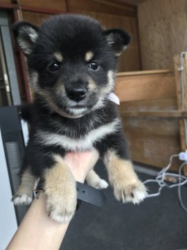 柴犬(標準サイズ)【千葉県・女の子・2019年8月20日・黒】の写真「目がクリクリの美人さん🐶💗」