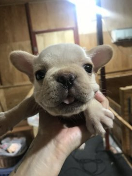 フレンチブルドッグ【千葉県・男の子・2020年8月6日・クリーム】の写真「愛くるしいお顔🐶」