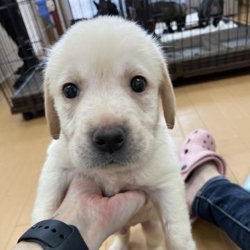 ラブラドールレトリバー【千葉県・男の子・2022年7月31日・イエロー】の写真「小さめサイズの男の子🥰🥰」