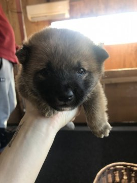 柴犬(豆柴)【千葉県・男の子・2020年1月8日・赤】の写真「イケメン🐶💕」