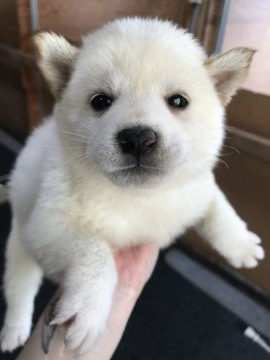 柴犬(標準サイズ)【千葉県・男の子・2020年6月29日・白】の写真「モフモフの柴犬」