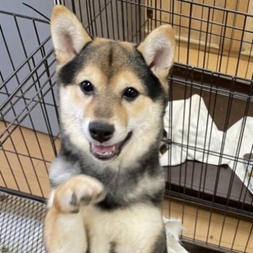 柴犬(豆柴)【千葉県・男の子・2022年8月4日・黒】の写真「人気の黒豆柴🥰」