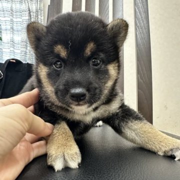 柴犬(豆柴)【千葉県・男の子・2023年7月14日・黒】の写真「イケメン男の子🥰🥰」