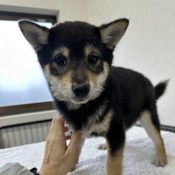 柴犬(豆柴)【千葉県・男の子・2023年11月11日・黒】の写真「人気の豆柴くん😍」