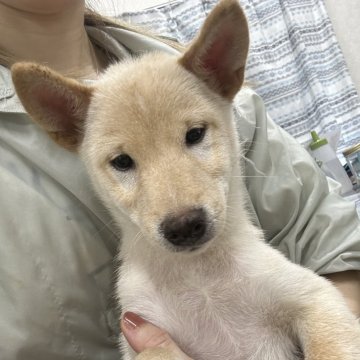 柴犬(標準サイズ)【千葉県・男の子・2024年7月10日・白】の写真「希少カラーの柴犬くん😎」