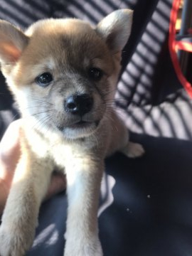 柴犬(豆柴)【千葉県・女の子・2020年7月3日・赤】の写真「赤豆柴女の子🐕💕」