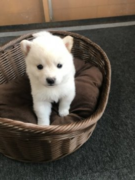 柴犬(標準サイズ)【千葉県・女の子・2019年12月7日・白】の写真「ふわふわの柴犬🥰」