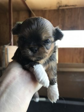 ミックス(チワワ×シーズー)【千葉県・女の子・2020年3月1日・トライカラー】の写真「人気のチワーズ🐶」