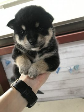 柴犬(標準サイズ)【千葉県・女の子・2019年7月27日・黒】の写真「とても大人しい女の子です🐶💗」