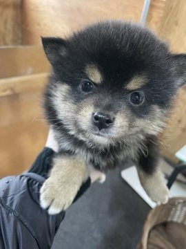 柴犬(豆柴)【千葉県・男の子・2020年12月1日・黒】の写真「もふもふ🐶💕」