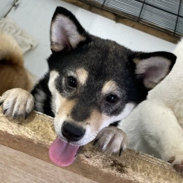 柴犬(標準サイズ)【千葉県・女の子・2022年8月7日・黒】の写真「大人しい女の子🐕♥️」