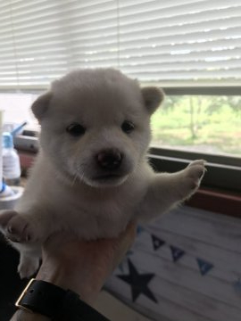 柴犬(標準サイズ)【千葉県・女の子・2019年7月27日・白】の写真「真っ白な柴犬🐕」