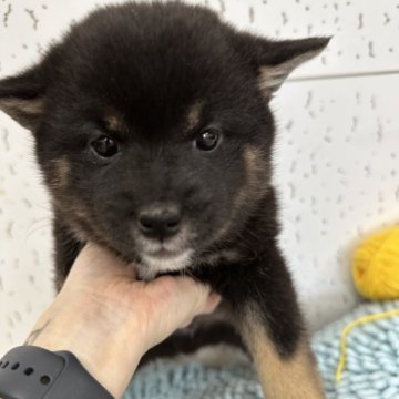 柴犬(豆柴)【千葉県・男の子・2023年1月6日・黒】の写真「豆柴男の子❣❣」