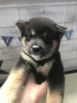 柴犬(豆柴)【千葉県・男の子・2019年5月23日・黒】の写真「元気な男の子です☆」