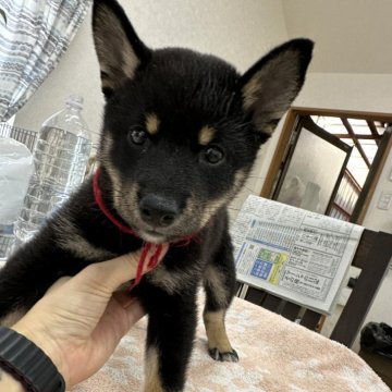 柴犬(標準サイズ)【千葉県・女の子・2024年7月10日・黒】の写真「元気な女の子💐♥️」