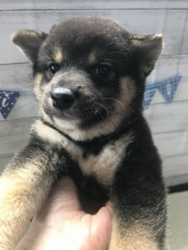 柴犬(豆柴)【千葉県・男の子・2019年5月23日・黒】の写真「ワンパクな男の子です☆」