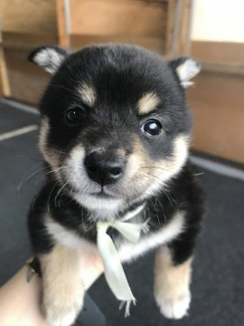 柴犬(標準サイズ)【千葉県・女の子・2019年8月20日・黒】の写真「小さい女の子💕」