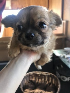 チワワ(ロング)【千葉県・女の子・2019年12月7日・フォーン】の写真「潤んだ瞳が可愛い🐶💞」