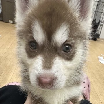 シベリアンハスキー【千葉県・女の子・2024年7月18日・レッド&ホワイト】の写真「瞳がブルーの女の子😍😍」