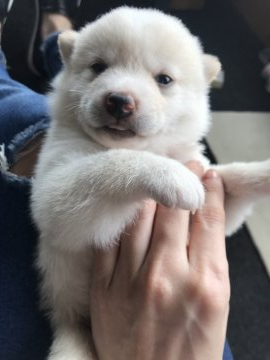 柴犬(標準サイズ)【千葉県・男の子・2019年8月20日・白】の写真「つぶらな瞳の🐶ちゃん」