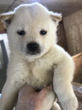 柴犬(標準サイズ)【千葉県・男の子・2020年6月29日・白】の写真「♦️♦️大人しめの男の子🐶♦️♦️」