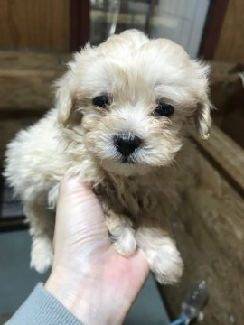 ミックス(マルチーズ×プードル)【千葉県・男の子・2020年8月17日・クリーム】の写真「小さい男の子🐶」