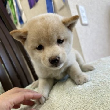 柴犬(豆柴)【千葉県・女の子・2023年4月21日・白】の写真「希少カラーの白豆柴😍😍」