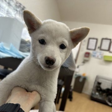 柴犬(標準サイズ)【千葉県・女の子・2024年1月17日・白】の写真「小ぶりの白柴女の子😍」