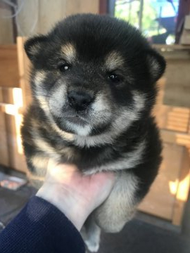 柴犬(標準サイズ)【千葉県・男の子・2020年3月29日・黒】の写真「モコモコの柴犬」