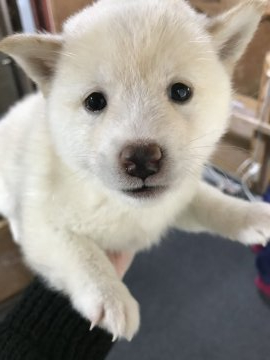 柴犬(標準サイズ)【千葉県・女の子・2020年10月11日・白】の写真「白柴女の子😍」