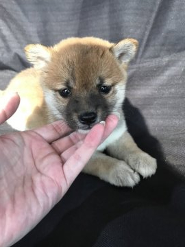 柴犬(豆柴)【千葉県・女の子・2020年7月3日・赤】の写真「豆柴女の子🐕🌼」