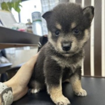 柴犬(豆柴)【千葉県・男の子・2023年7月9日・黒】の写真「小さい男の子🥰🥰」