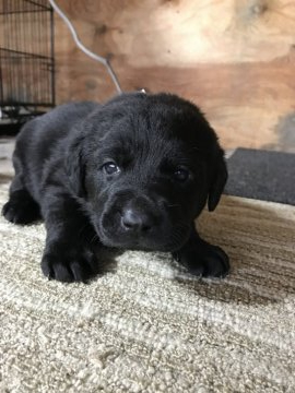 ラブラドールレトリバー【千葉県・女の子・2019年10月29日・ブラック】の写真「くりくりお目の🐶💕💕」