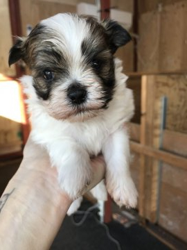 ミックス(マルチーズ×シーズー)【千葉県・男の子・2019年10月2日・ホワイトブラウン】の写真「ミックス犬の中でも人気なマルシーズー🥰」