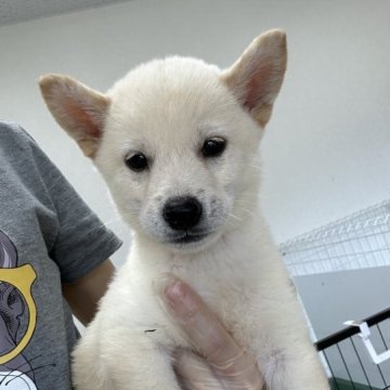 柴犬(標準サイズ)【千葉県・男の子・2023年8月9日・白】の写真「希少カラーの白柴くん✩*॰¨̮」