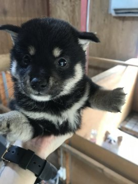 柴犬(標準サイズ)【千葉県・男の子・2020年6月29日・黒】の写真「♦️♦️まん丸お目🐶♦️♦️」