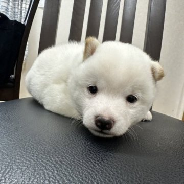 柴犬(豆柴)【千葉県・女の子・2023年7月14日・白】の写真「もふもふ豆柴ちゃん❤️」